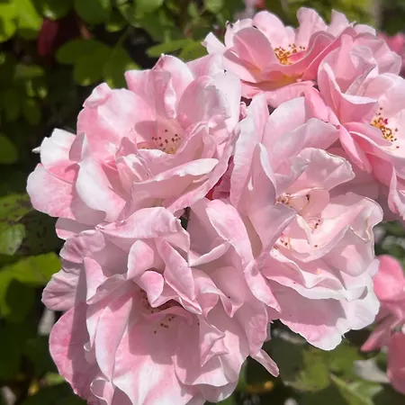 Casa Rifugio Parma Bed and Breakfast 3*